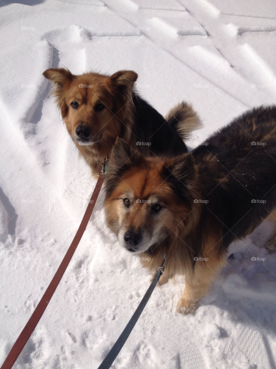 Furry dogs in the snow