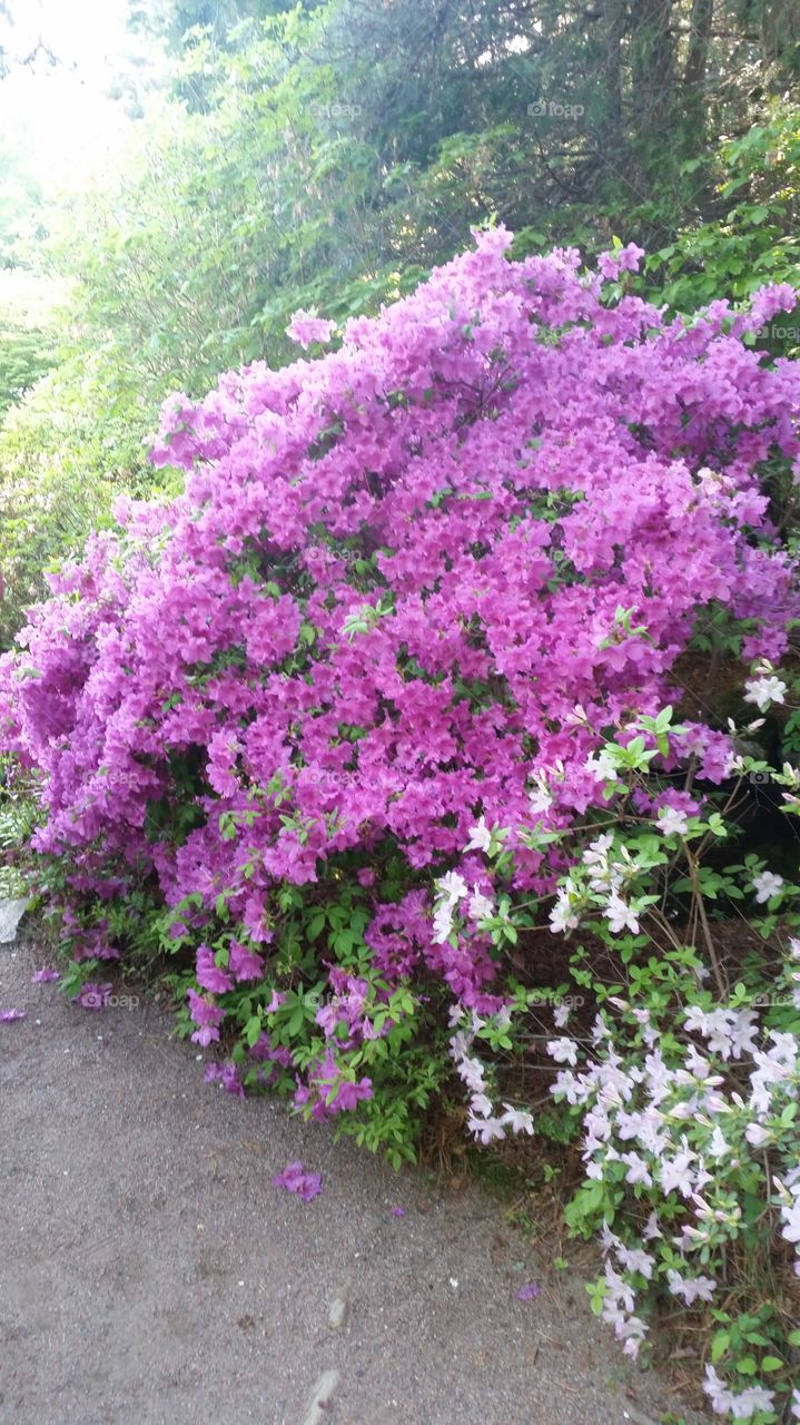 A zen garden alive with vibrant floral bursts.