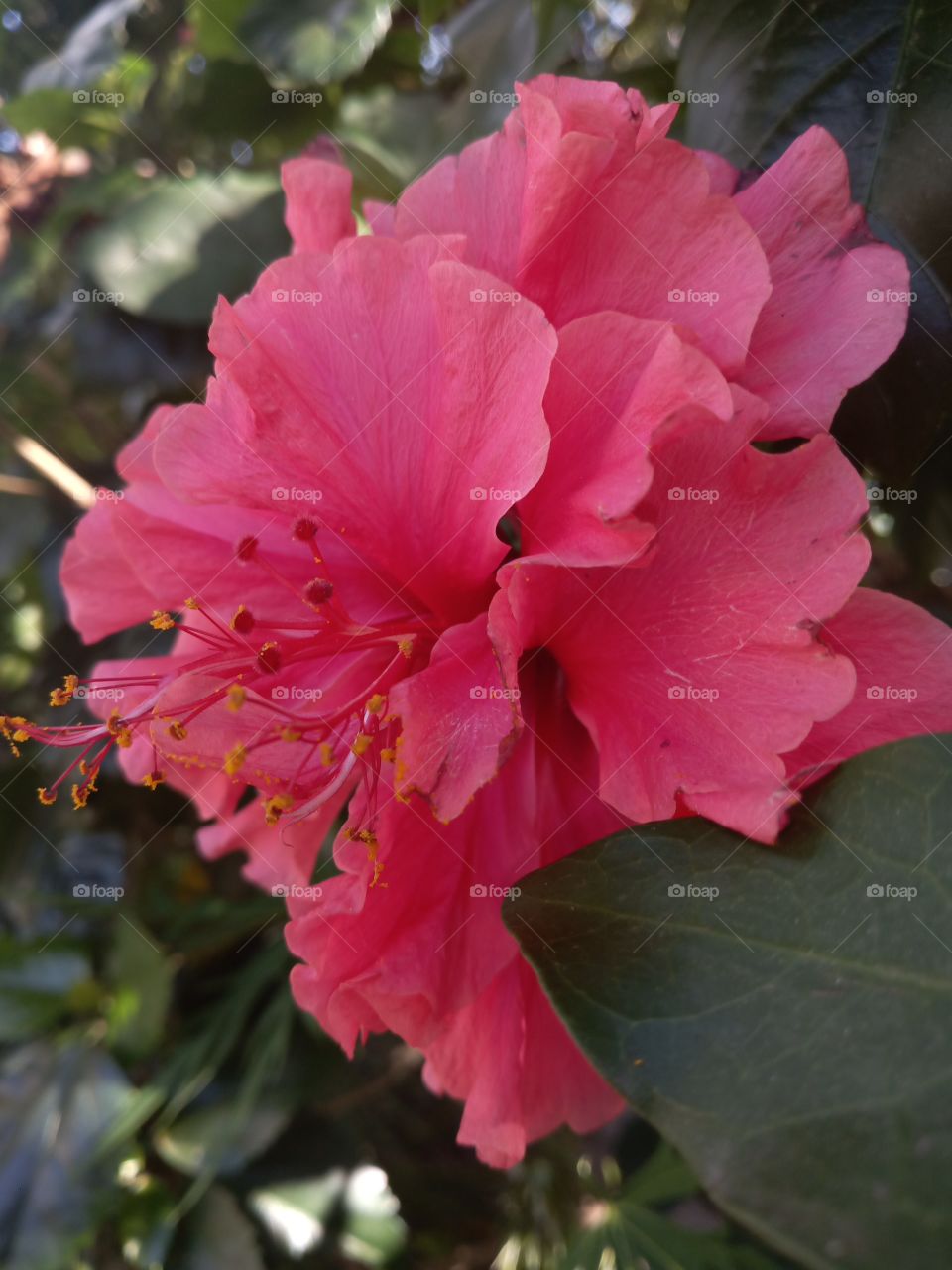 pink hibiscus Jamaica