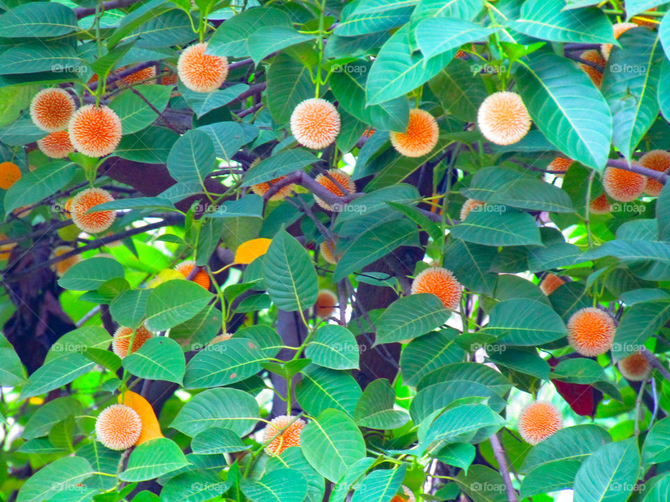 Neolamarckia cadamba, with English common names burflower-tree, laran, and Leichhardt pine, and called kadam locally, is an evergreen, tropical tree native to South and Southeast Asia.