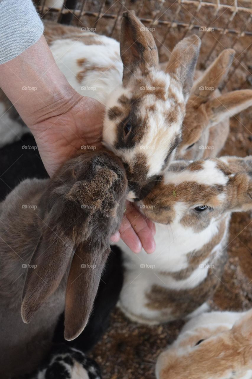 Feeding rabbits 