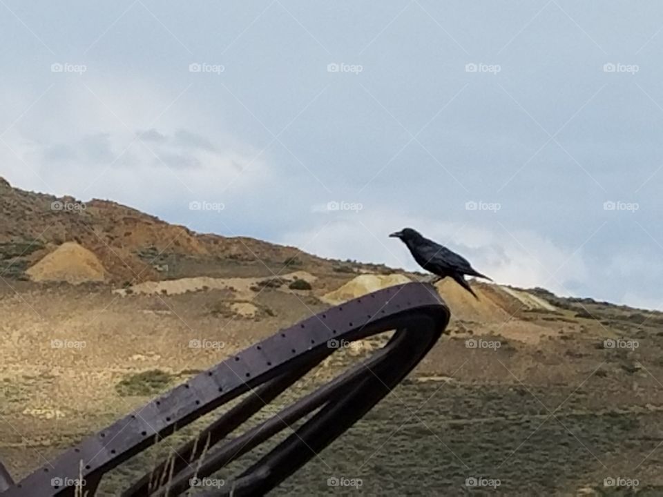 raven  ghost town