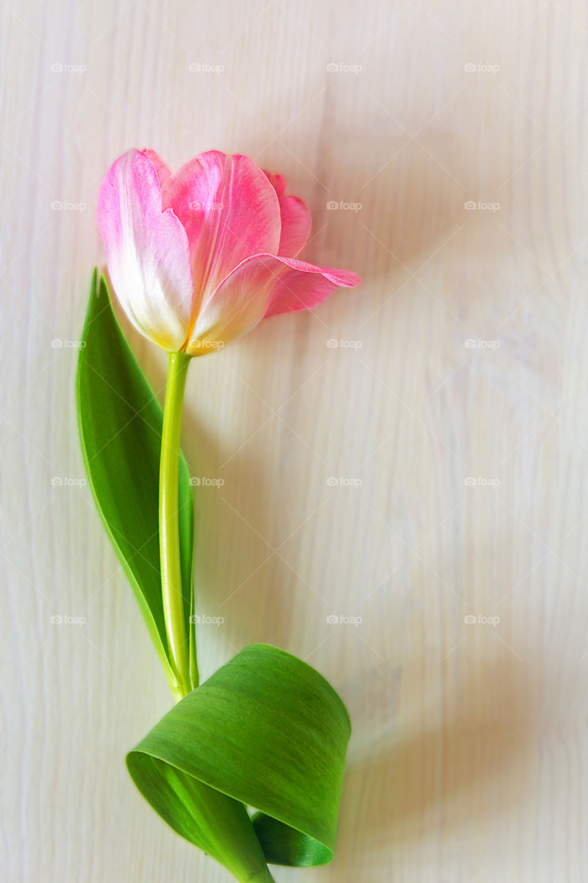 Spring mood. Gently pink tulip flower on a blurry white wooden background with a copy space. The concept of spring holidays: Women's Day, Mother's Day, Easter. Vertical orientation