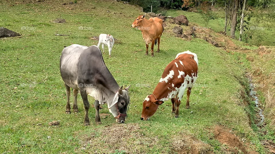 OX, КРА, КАТАЛ, ПАЗАР, ПРИРОДА, ОКОЛНА СРЕДА.
