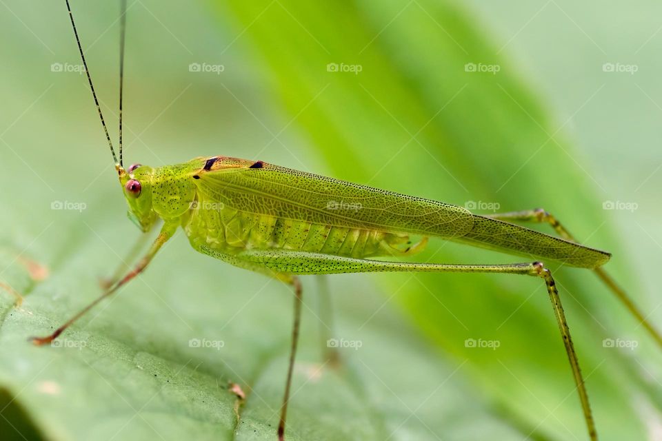 Grass hopper
f2.8 1/500 iso800