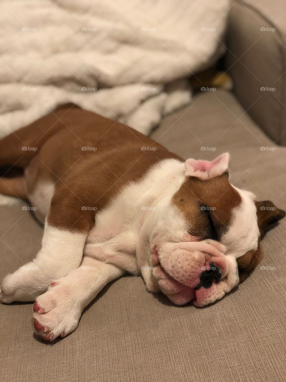 Sweet dreams knocked out puppy