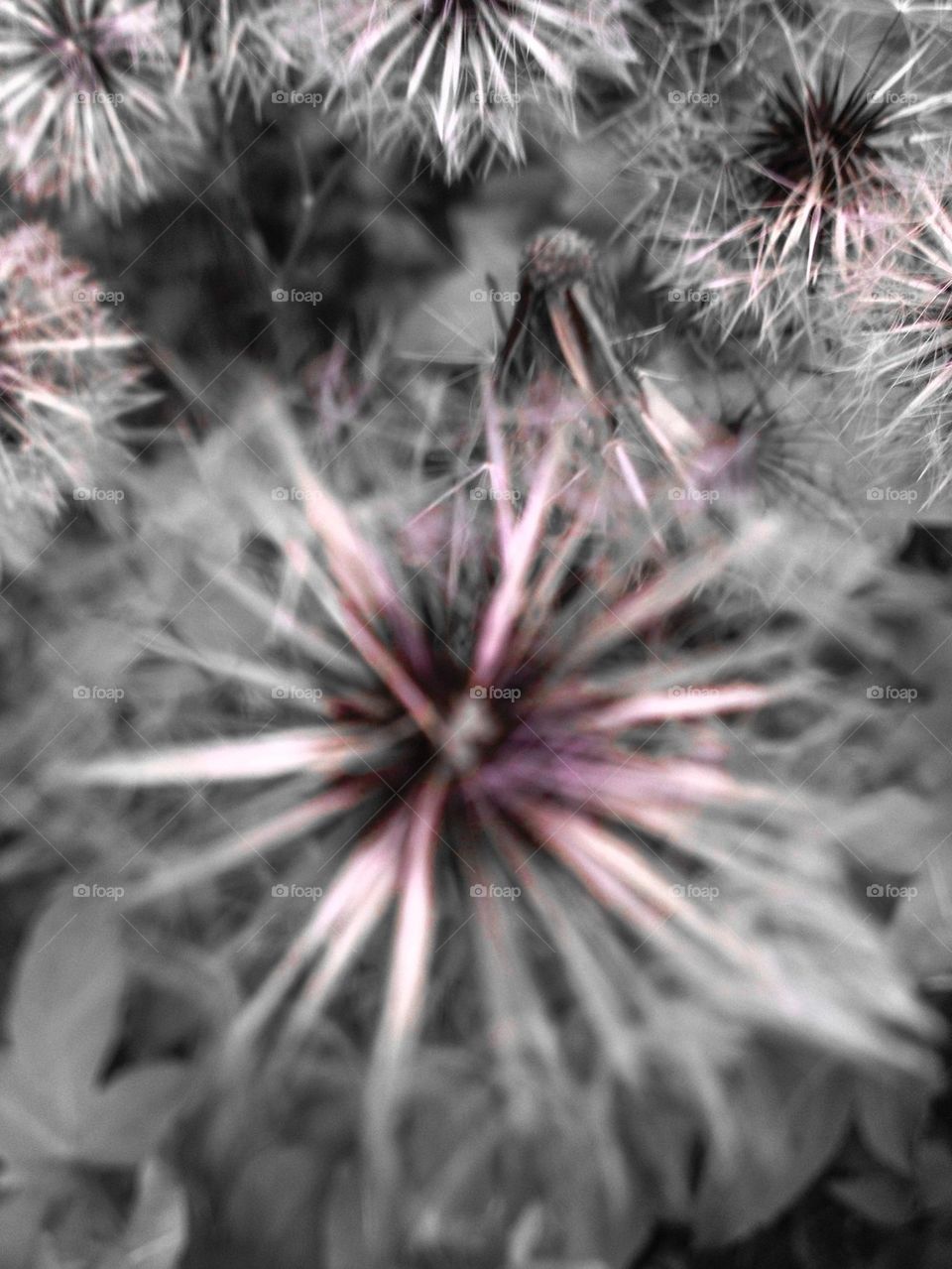 Dandelions in bloom 