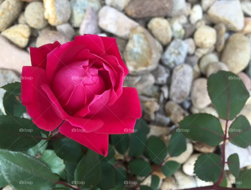 Rose.
