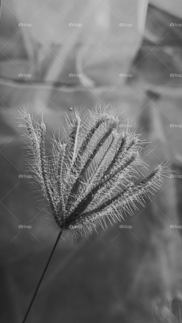 Grass Flower, Black & White