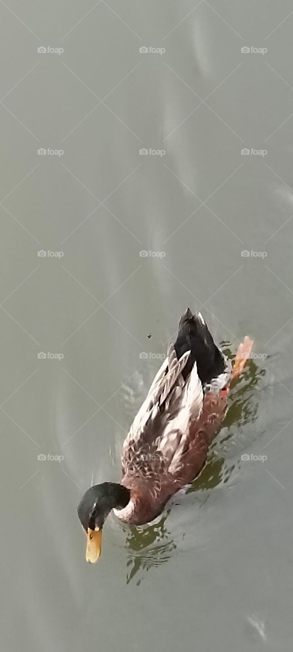 🪿🪿🪿🫶🫶🫶