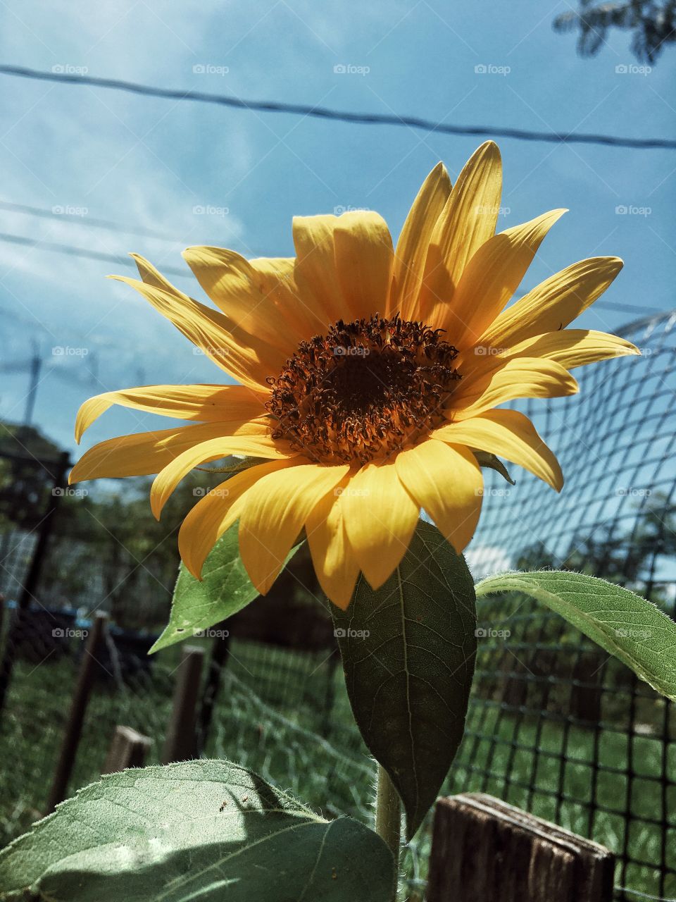 Sunflower reaching up to the sun on a beautiful summers day