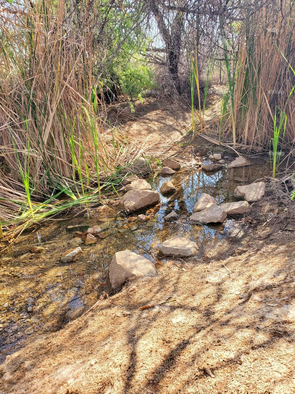 Reeds Along a Rare Desert Stream