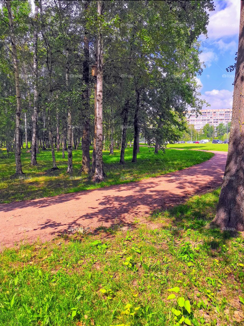 Road in the park