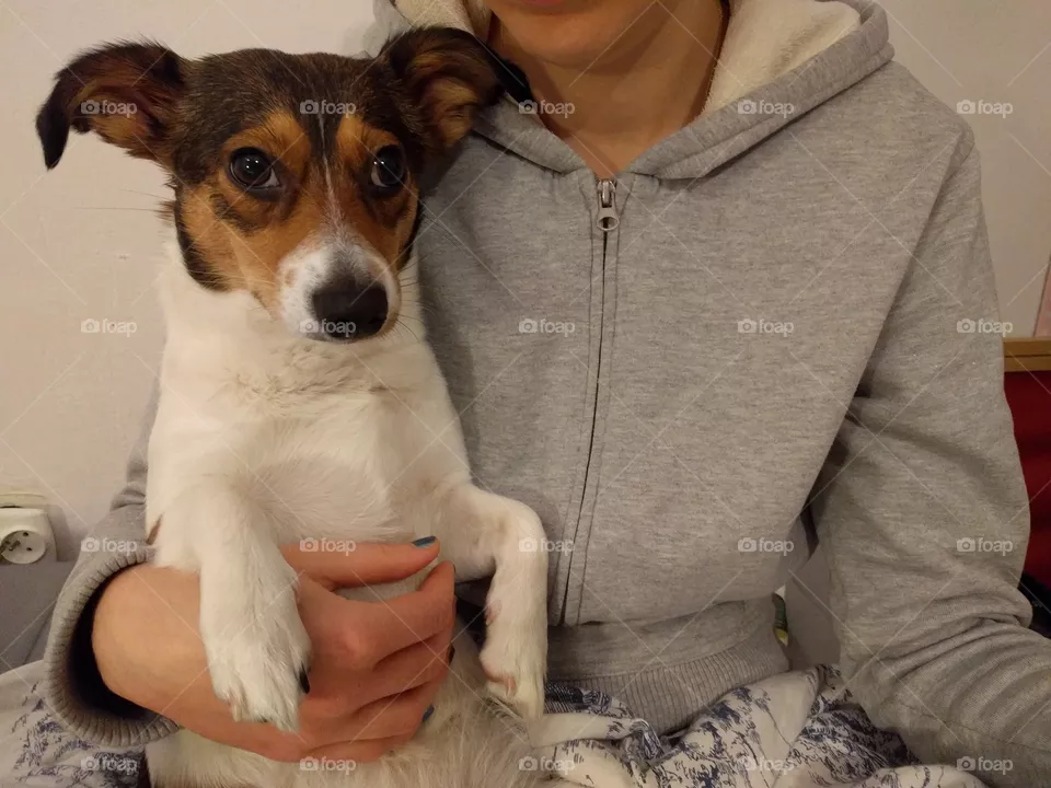 Dog