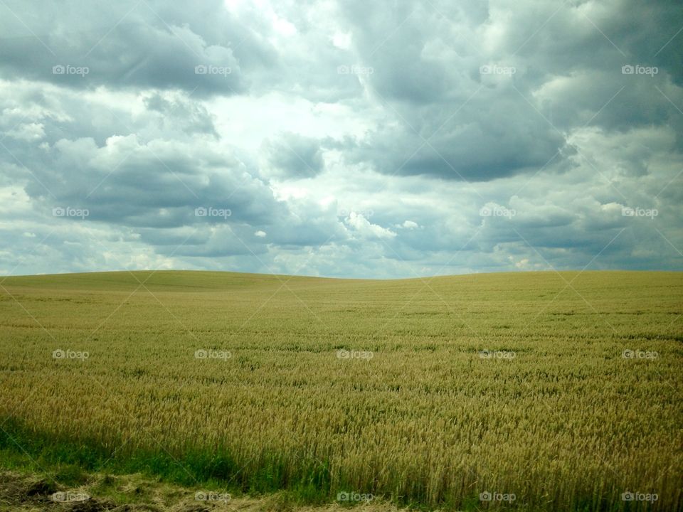 Landscape, Field, No Person, Agriculture, Rural