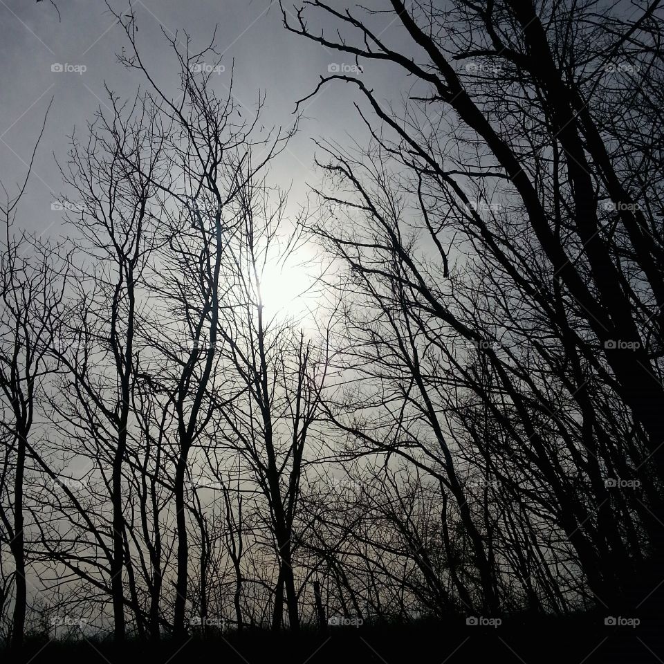 Sun setting through the bare trees of winter