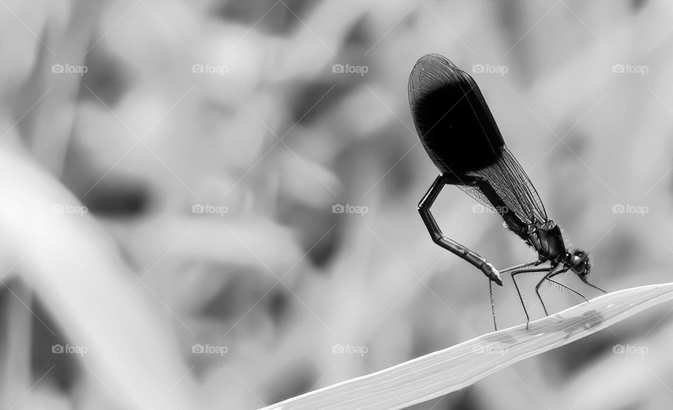 Monochrome photo of damselfly about to lay eggs on river reeds