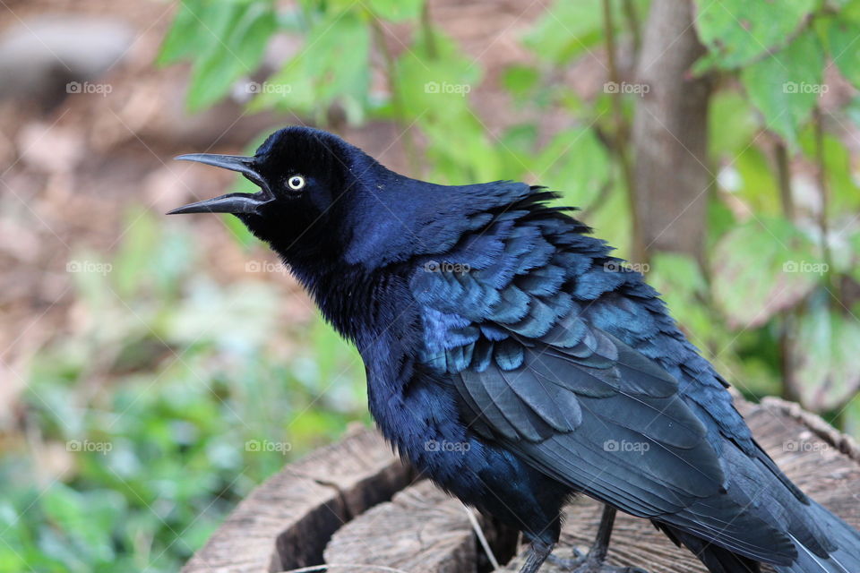 Mad Great Tailed Grackle