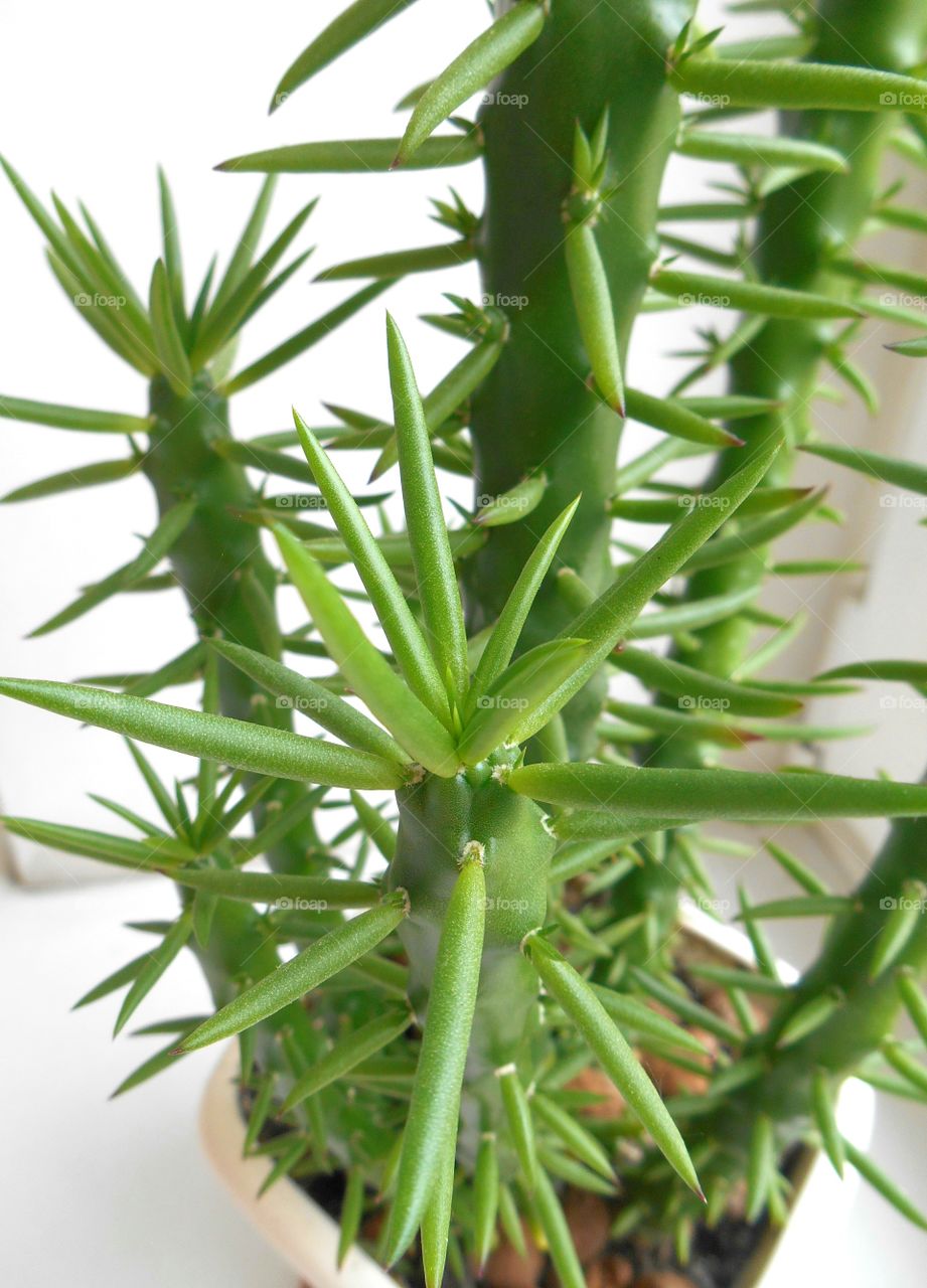 green house plants in the pots