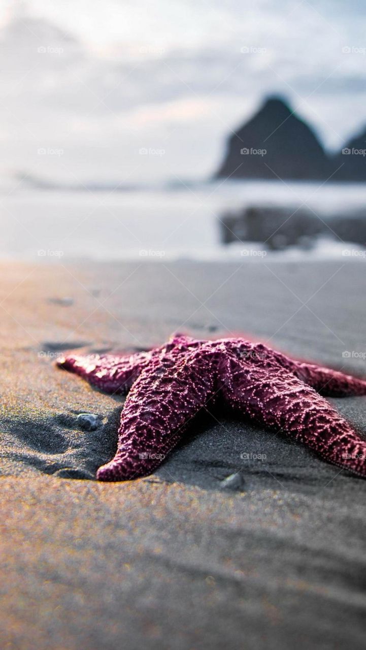 starfish in the sand