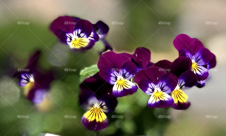 Wild pansy