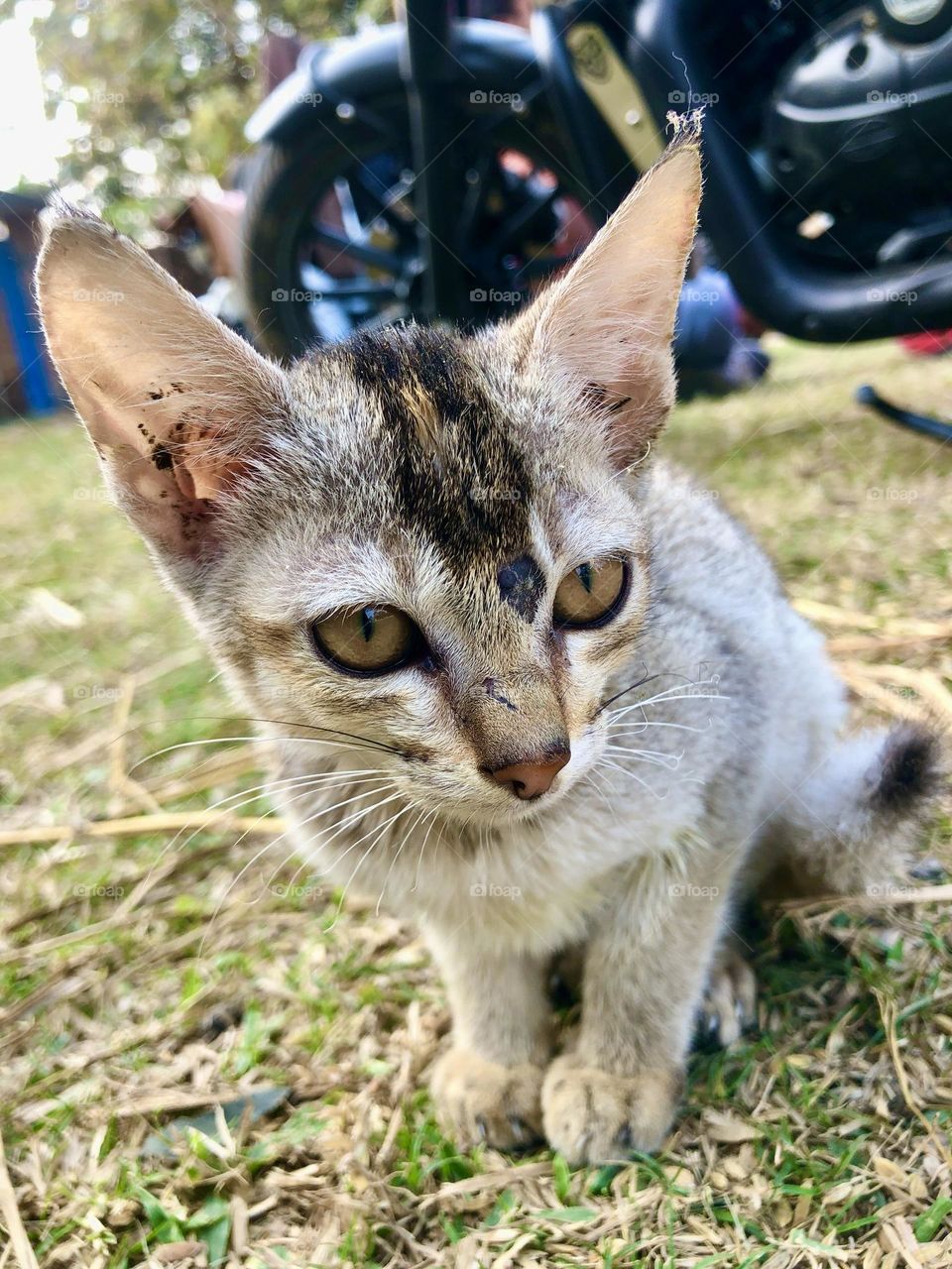 Cat