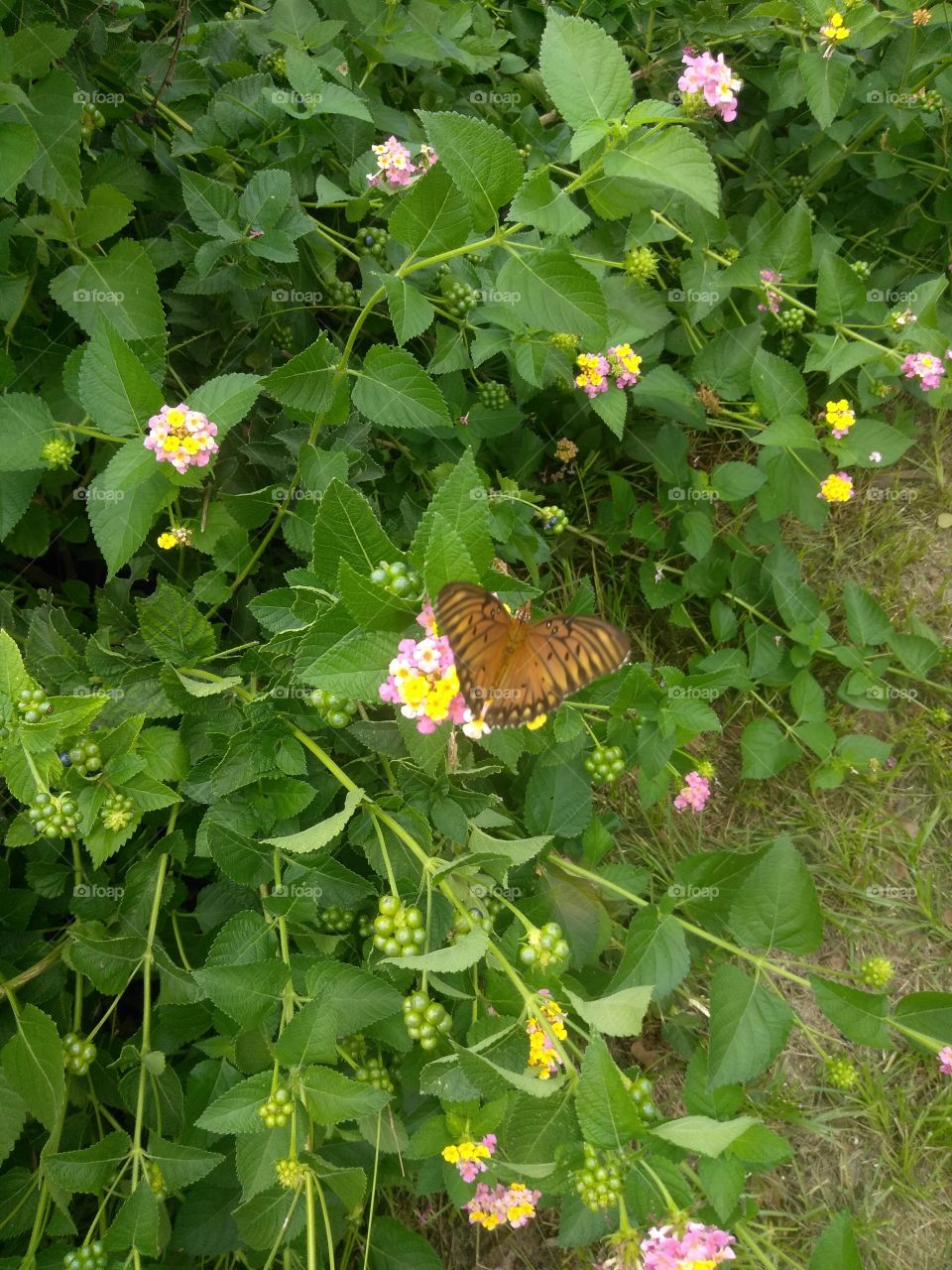 beautiful butterfly and lantana's