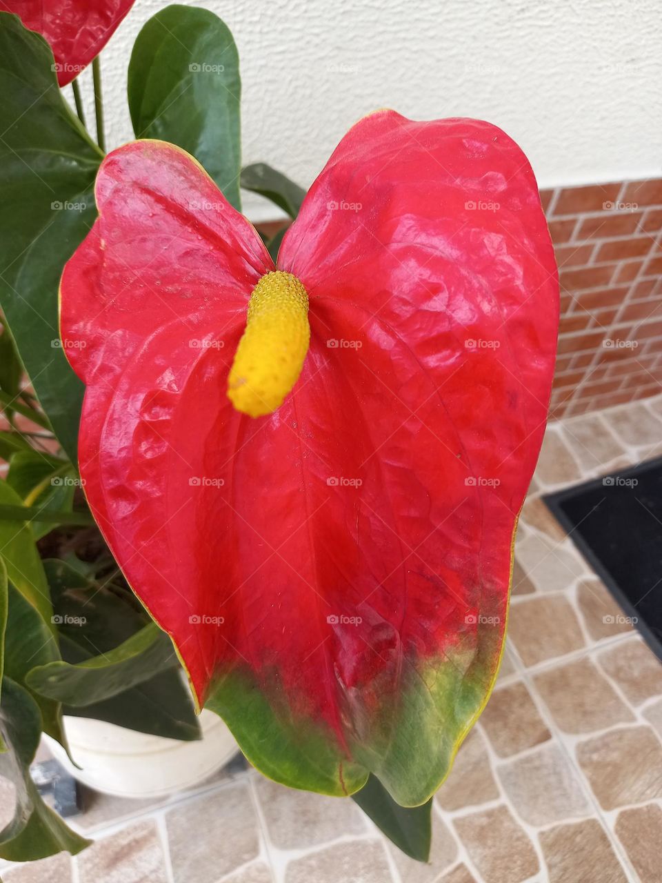 anthurium flower