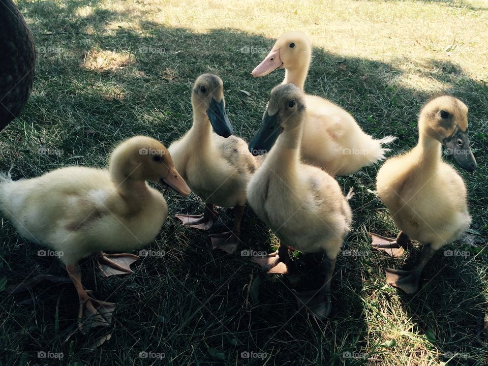 Ducklings 