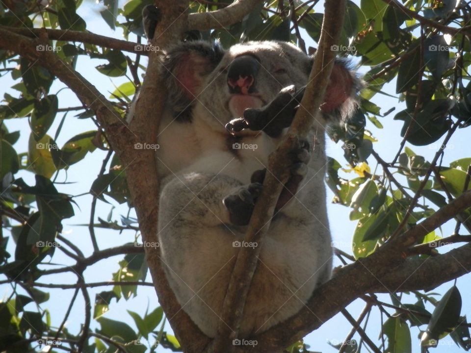 Koala
