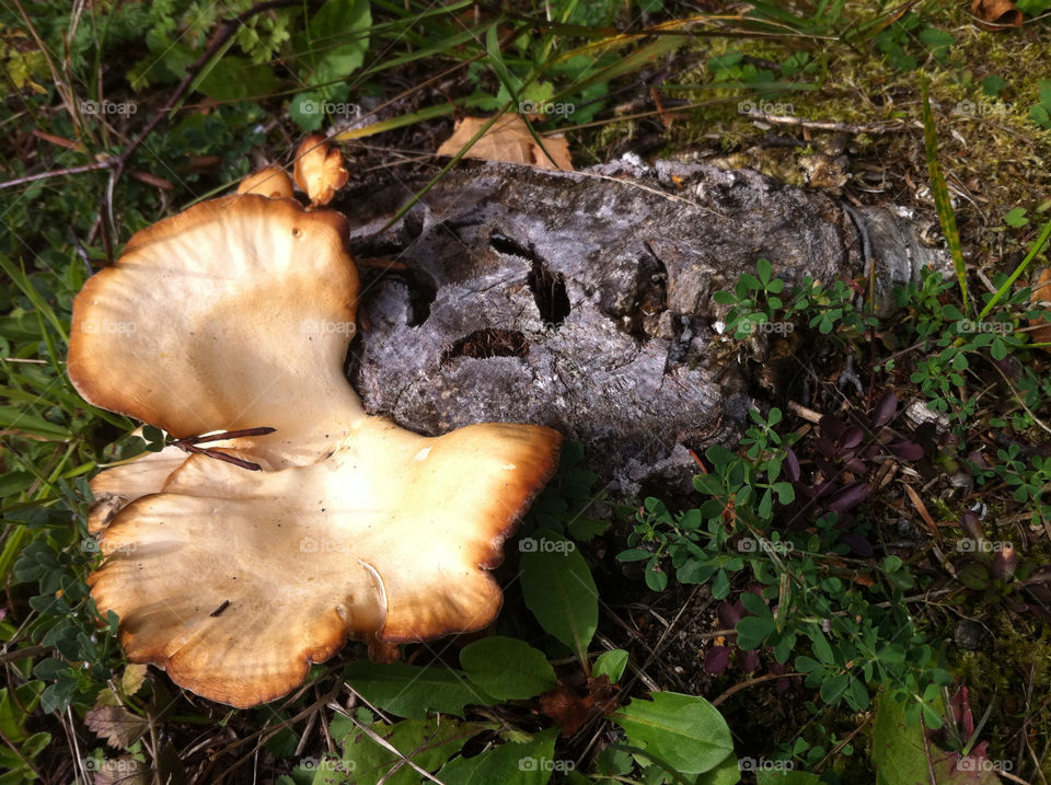 sweden wood grass woods by haq