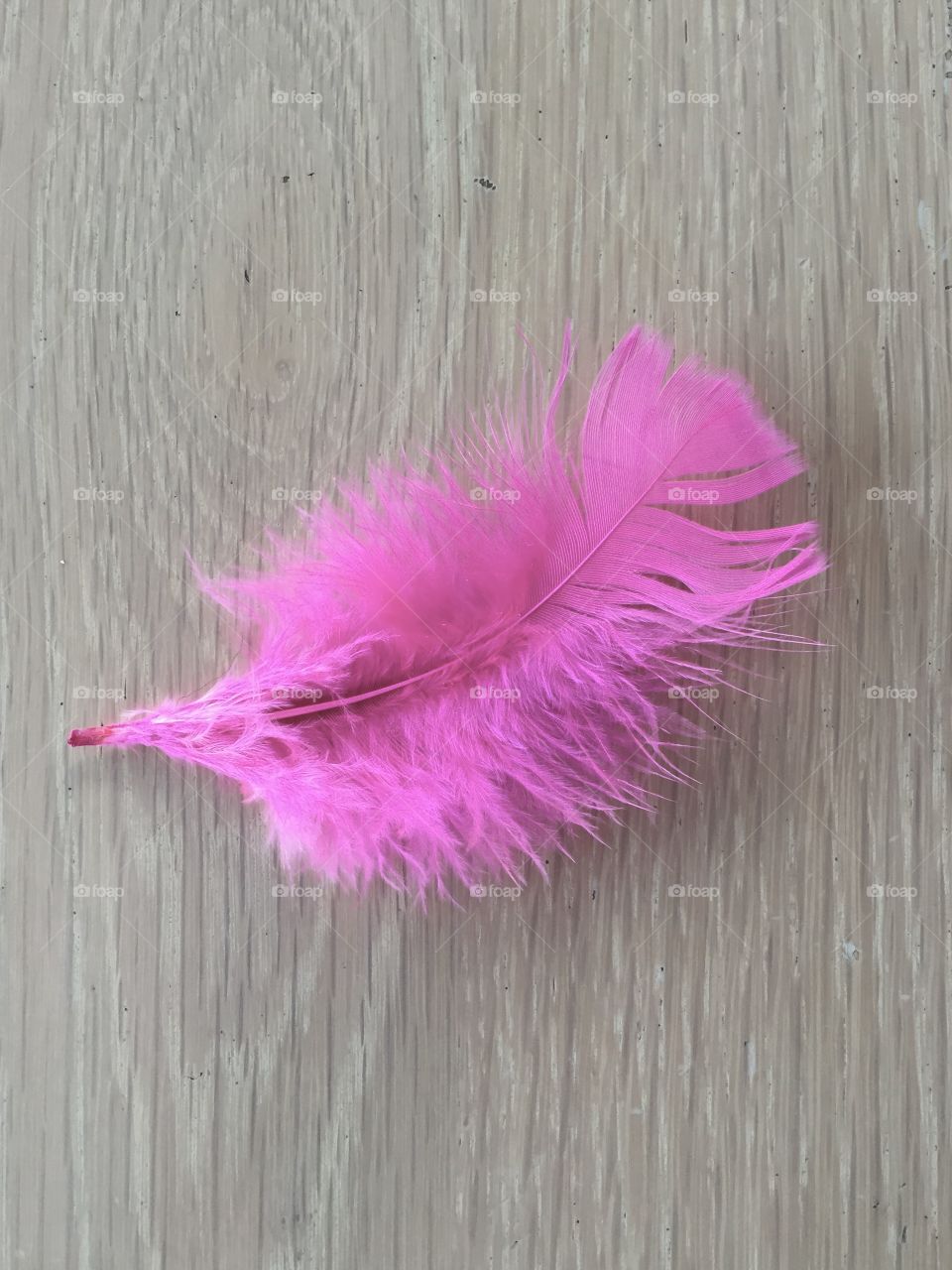 Pink feather 