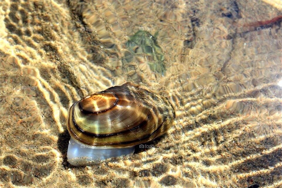 "...Snigel lilla akta dig"