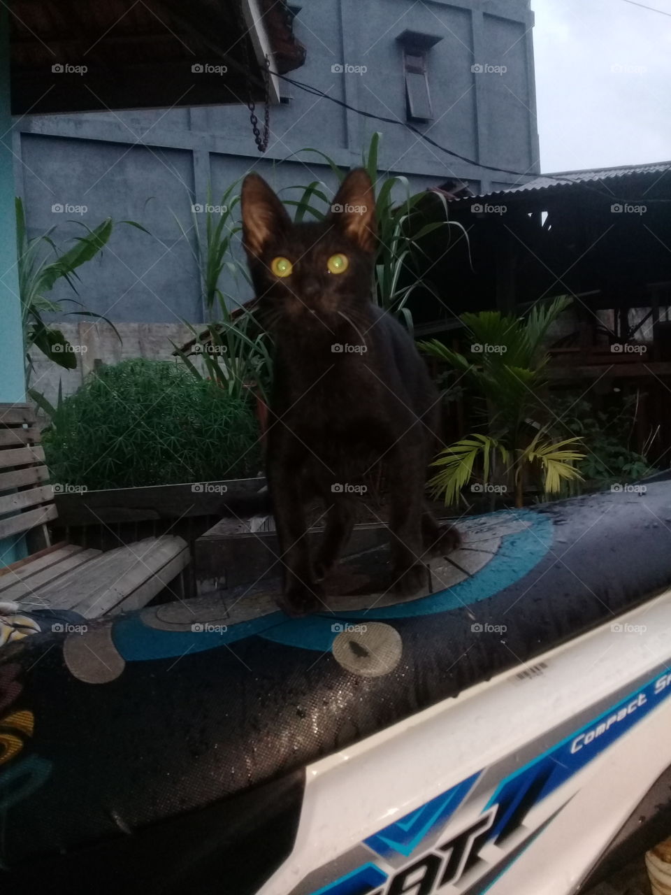 blacky cat