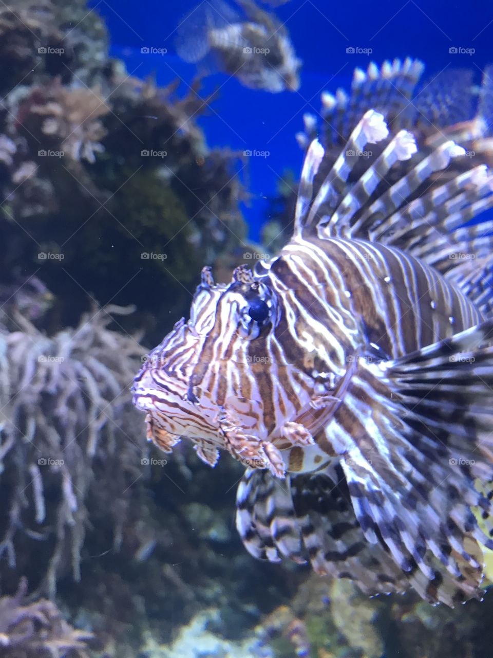 Lionfish - closeup face 