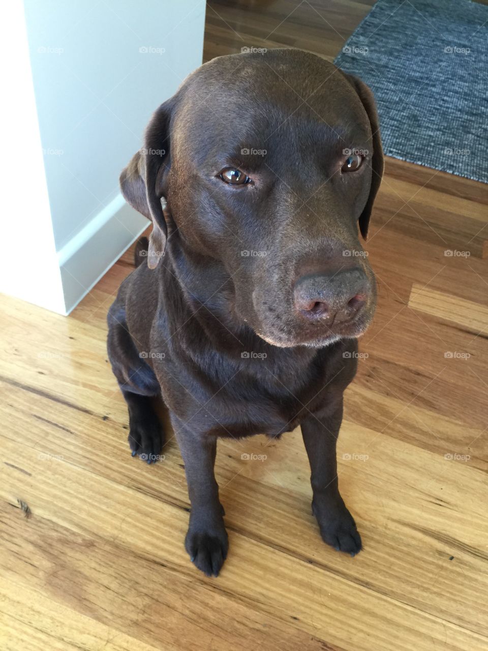 Fletchy is an 8 year old Labrador Retriever who thinks he is a puppy.