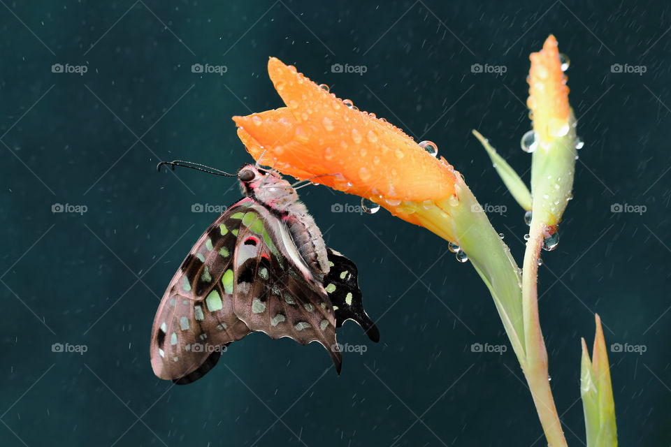 Welcome Spring!  It's the wonderful time of the year when snow finally melts, flowers begin to blossom.