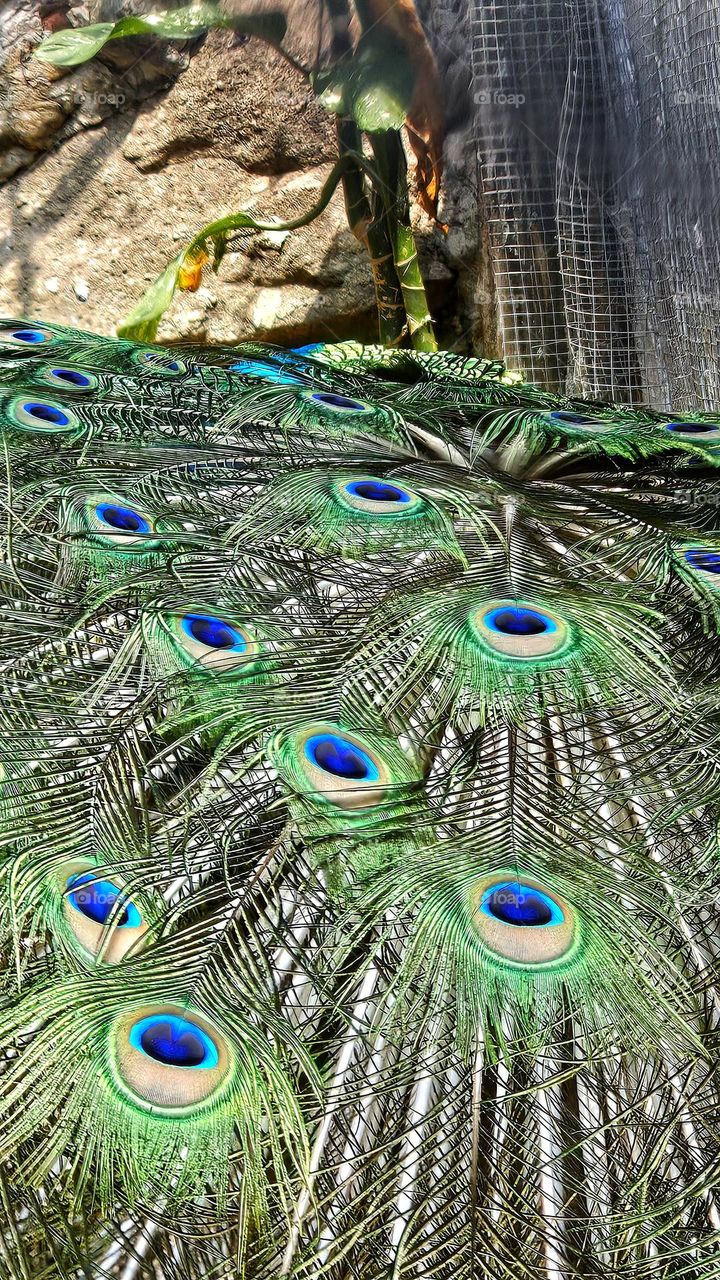 peacock feathers