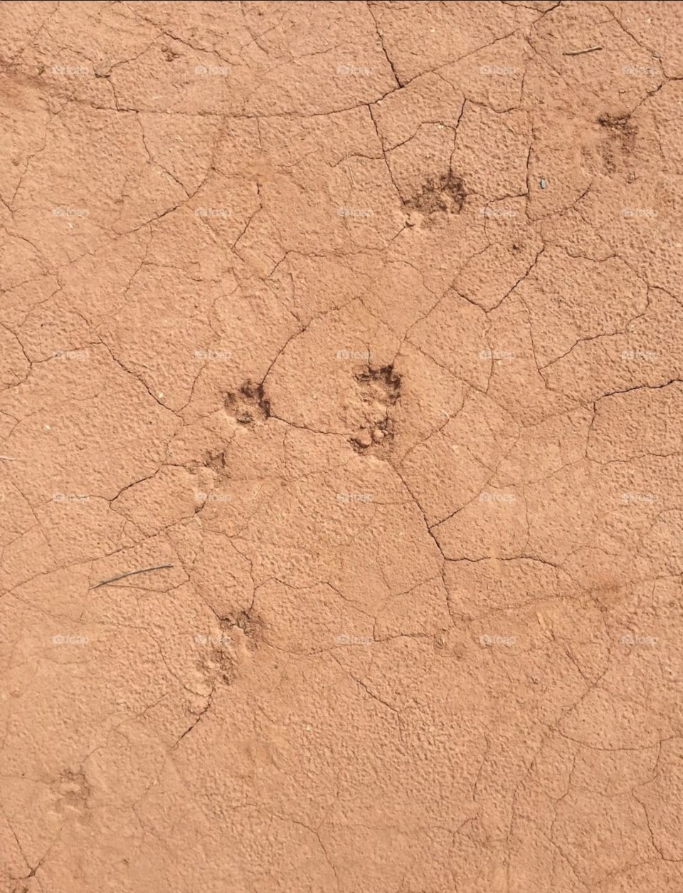 Paws in the desert