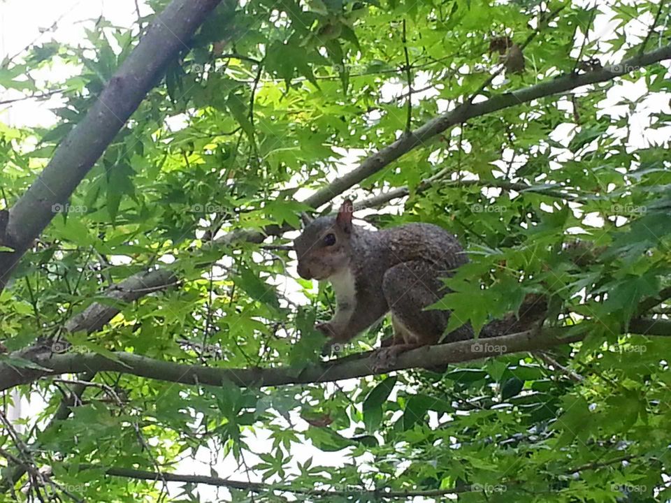 Tree squirrel