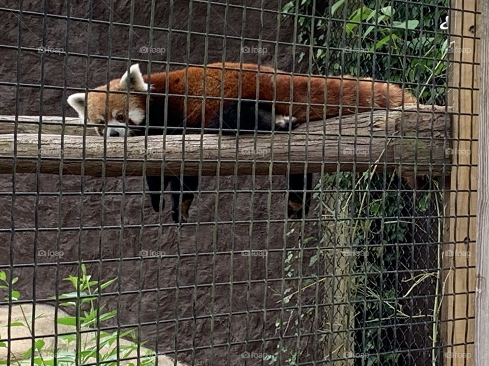 Red Panda on a Lazy Thursday