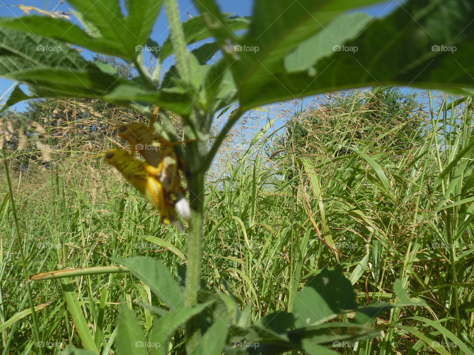 humping hopper. This is a picture of some grasshoppers that I saw having sex