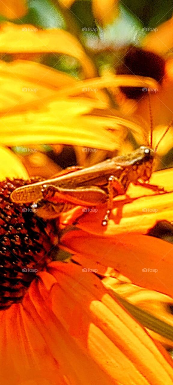 Grasshopper Closeup