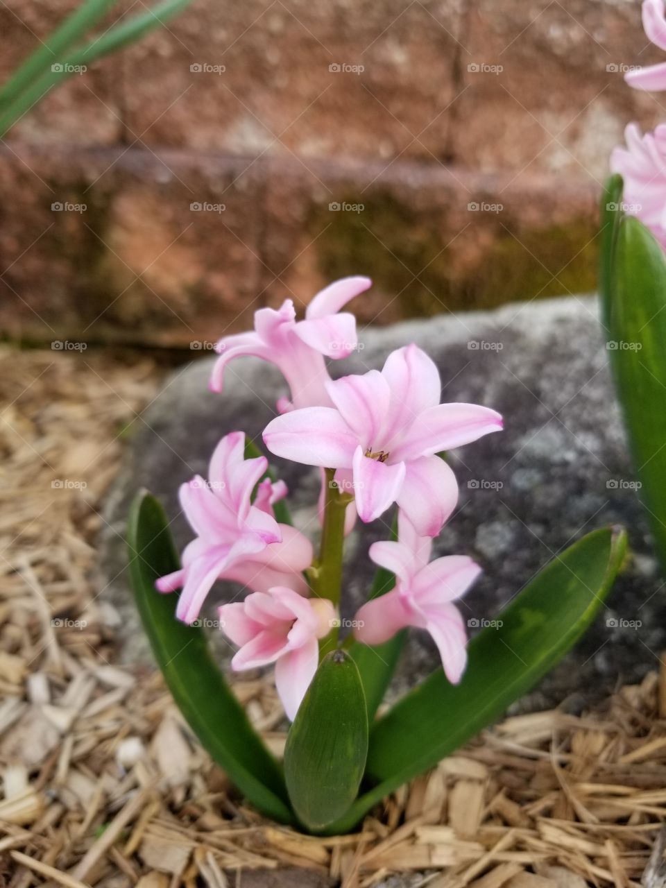 young pink hyacinth