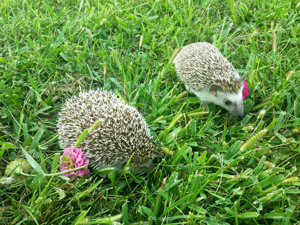 hedgie friends