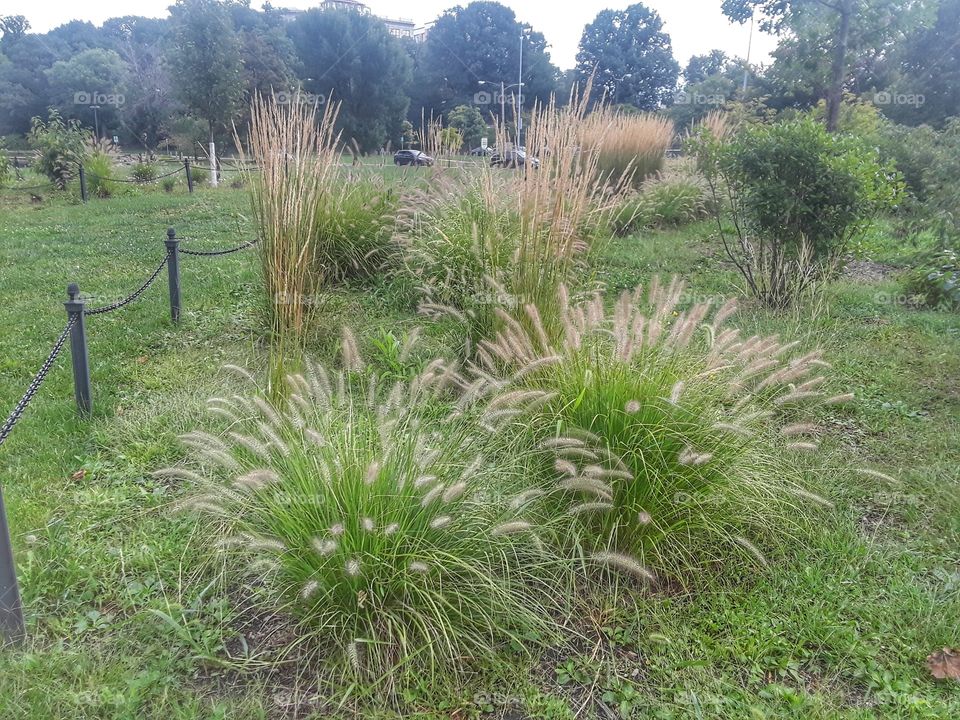 ornamental grass