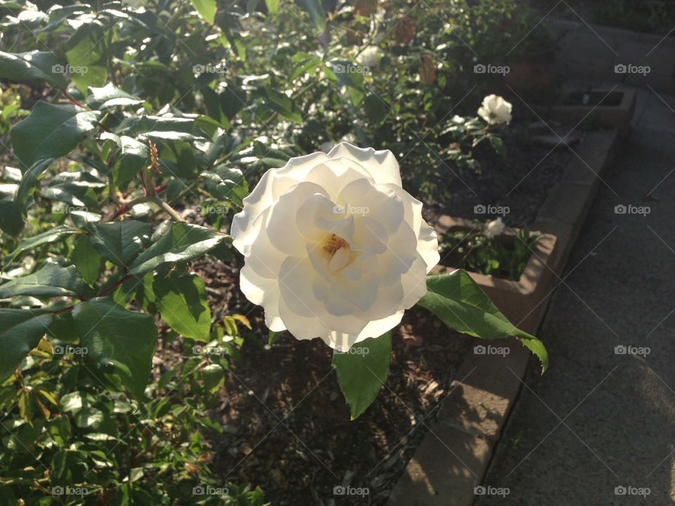 nature flower white leaf by itsAus