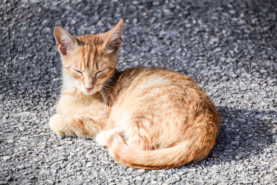 Cat Sleeping Outdoors
