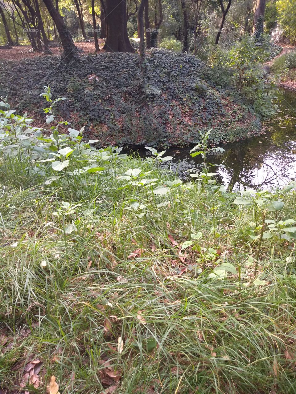 las lagunas de un bosque.