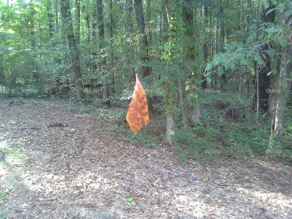 Leaf suspended in mid air